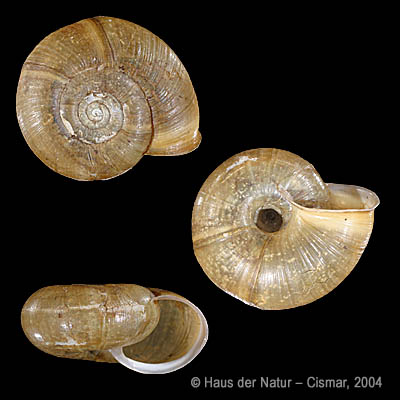 Elona quimperiana, Gehäuse