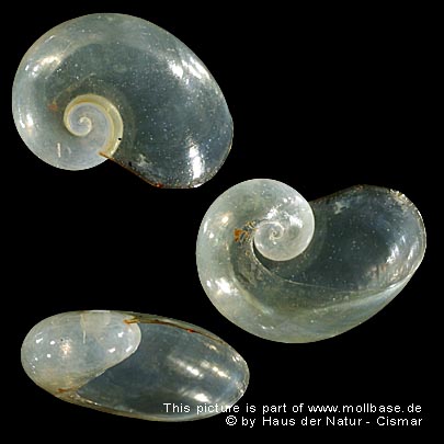 Eucobresia diaphana, Gehäusebild