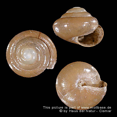 Foto: Euconulus trochiformis, alt-tot gefundenes Gehäuse