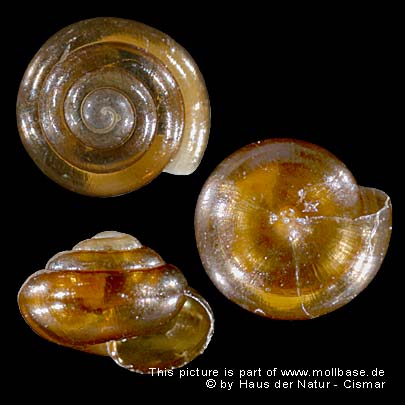 Euconulus (Euconulus) praticola, Gehäuse