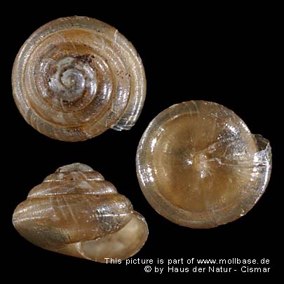 Euconulus (Euconulus) fulvus, Gehäusebild