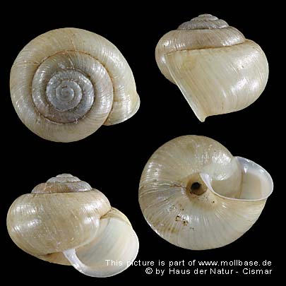 Fruticicola fruticum, Gehäusebild