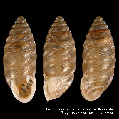 Granaria frumentum, Gehäuse