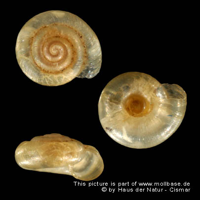 Hawaiia minuscula