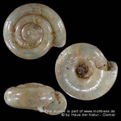 Hebetodiscus inermis, Gehäusebild