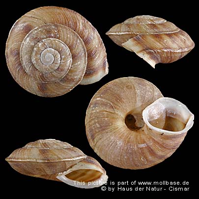 Helicigona lapicida, Gehäusebild