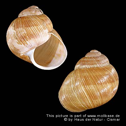 Helix (Helix) pomatia, Gehäusebild