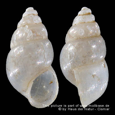 Hydrobia (Hydrobia) neglecta, Gehäusebild