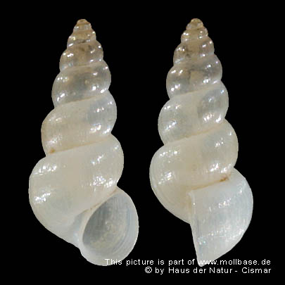 Hydrobia (Hydrobia) ventrosa, Gehäusebild