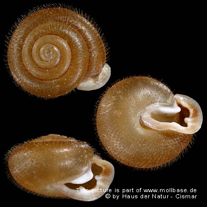 Isognomostoma isognomostomos, Gehäuse