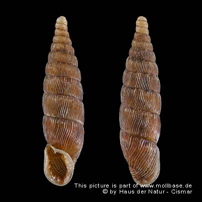 Laciniaria plicata, Gehäusebild