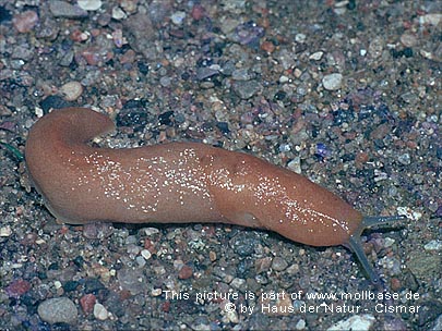 Limacus flavus