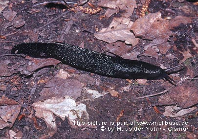 Limax cinereoniger