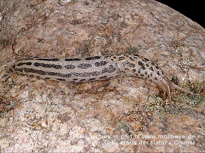 Limax maximus