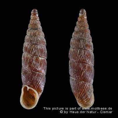 Macrogastra (Macrogastra) attenuata, Gehäusebild