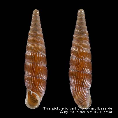 Macrogastra (Macrogastra) plicatula, Gehäusebild