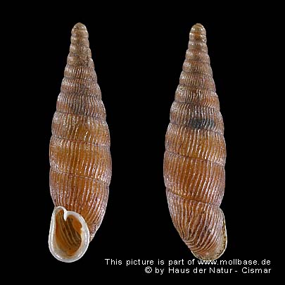Macrogastra (Macrogastra) ventricosa, Gehäusebilder