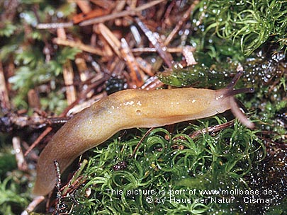 Malacolimax tenellus