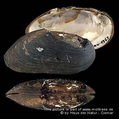 Margaritifera margaritifera, Gehäusebild
