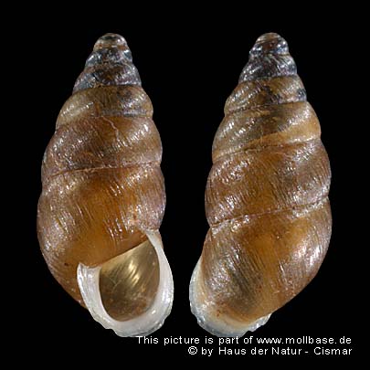 Merdigera obscura
