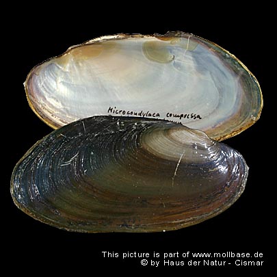 Microcondylaea bonelli, Gehäusebild