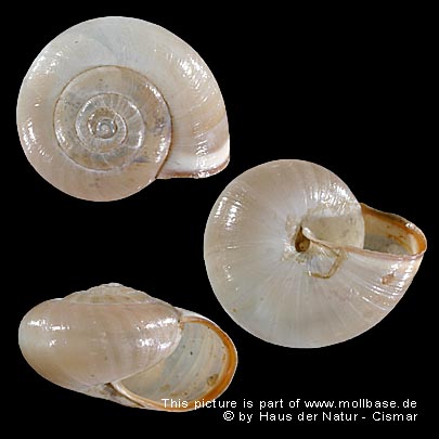 Monacha (Monacha) cartusiana, Gehäusebild