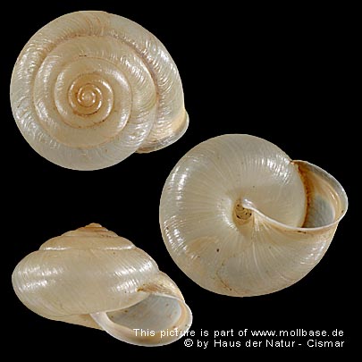 Monachoides incarnatus, Gehäusebild