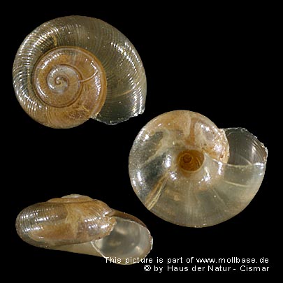 Nesovitrea hammonis, Gehäusebild
