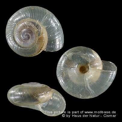Nesovitrea petronella, Gehäusebild