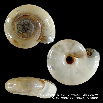 Oxychilus (Oxychilus) cellarius, Gehäusebild