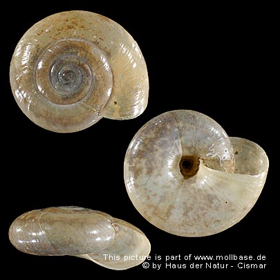 Oxychilus (Oxychilus) draparnaudi, Gehäusebild