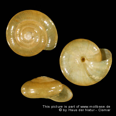 Oxychilus glaber, Gehäuse