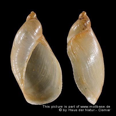 Oxyloma dunkeri, Gehäusebild