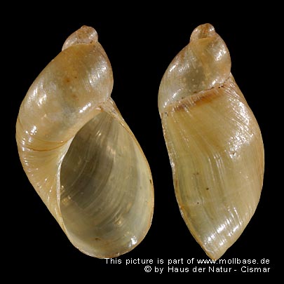 Oxyloma sarsii, Gehäusebild