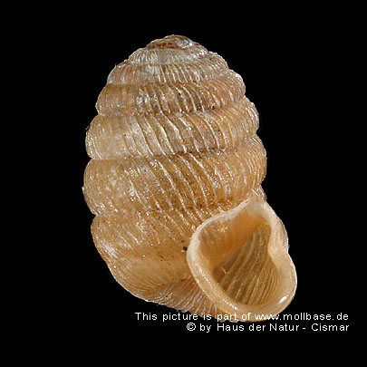 Pagodulina pagodula principalis, Gehäuse (HNC-10935)