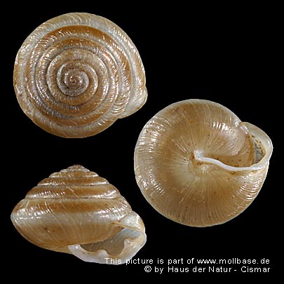 Perforatella bidentata, Gehäusebild