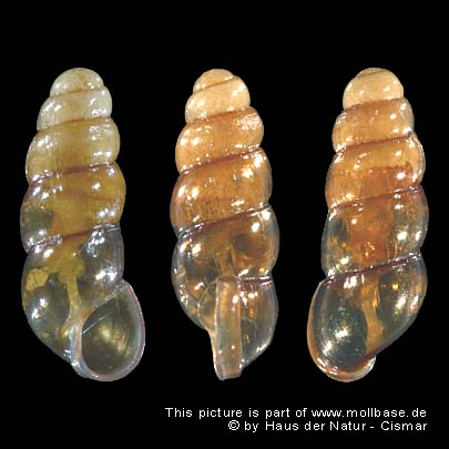 Platyla polita, Gehäuse