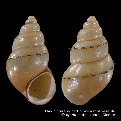 Potamopyrgus antipodarum, Foto: gekielte Exemplare aus Brackwasser