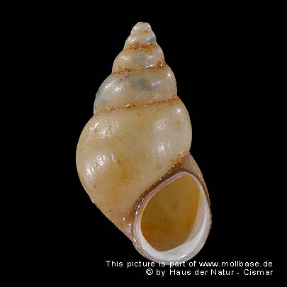 Potamopyrgus antipodarum, Foto: ungekieltes Exemplar aus dem Brackwasser