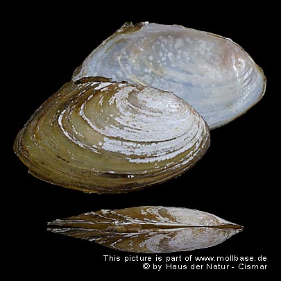 Pseudanodonta complanata, Gehäusebild