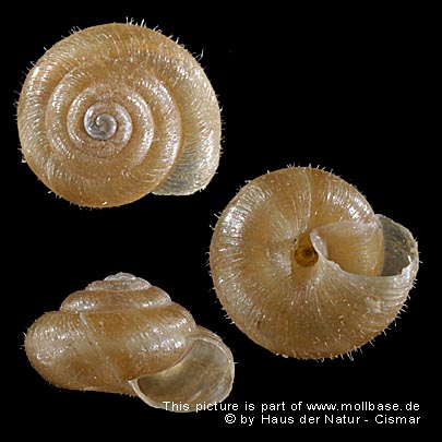Pseudotrichia rubiginosa, Gehäusebild