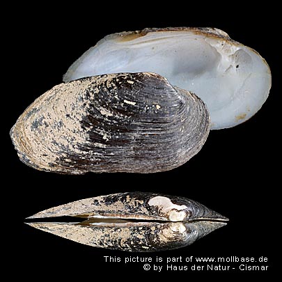 Pseudunio auricularius, Gehäuse