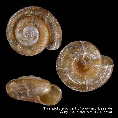 Punctum (Punctum) pygmaeum, Gehäusebild