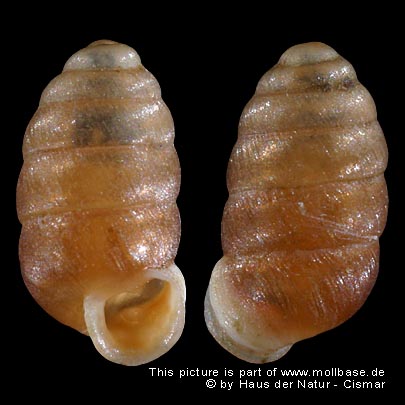 Pupilla (Pupilla) bigranata, Gehäusebild