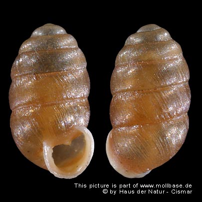 Pupilla (Pupilla) muscorum, Gehäusebild