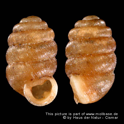 Pupilla sterrii, Gehäuse (HNC 52221)