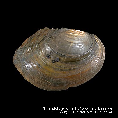 Anodonta (Sinanodonta) woodiana, Gehäusebild