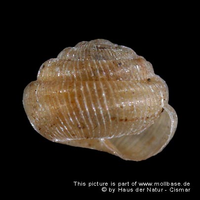 Spermodea lamellata