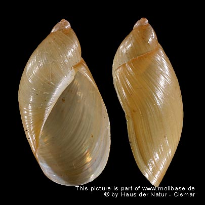 Succinea putris, Gehäusebild