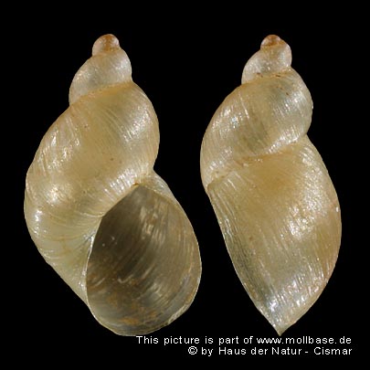 Succinella oblonga, Gehäusebild